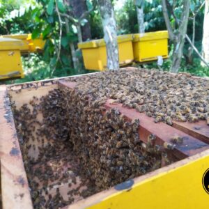Bibit Koloni Lebah Madu Mellifera super Produktif